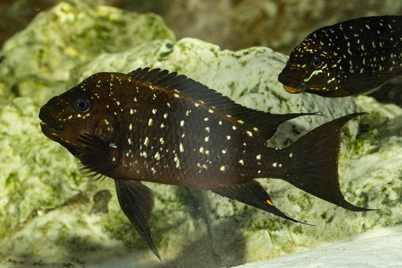 Petrochromis trewavasae 'Moliro'